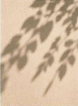 Botanical shadows on a warm cream wall